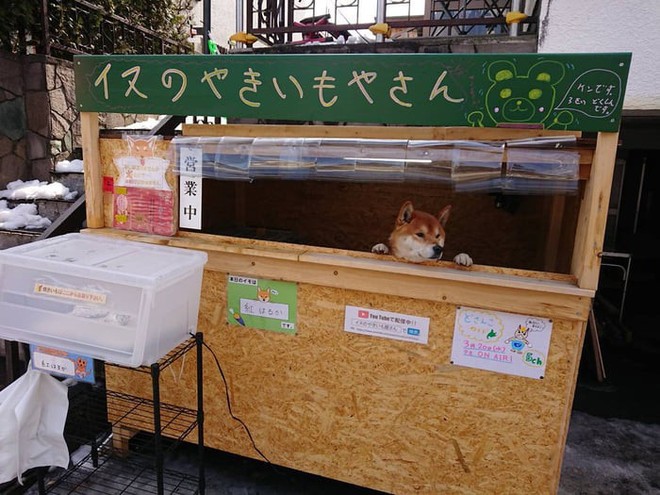 Một quầy khoai lang nướng ở Nhật để chó shiba quản lý thay vì con người - Ảnh 3.
