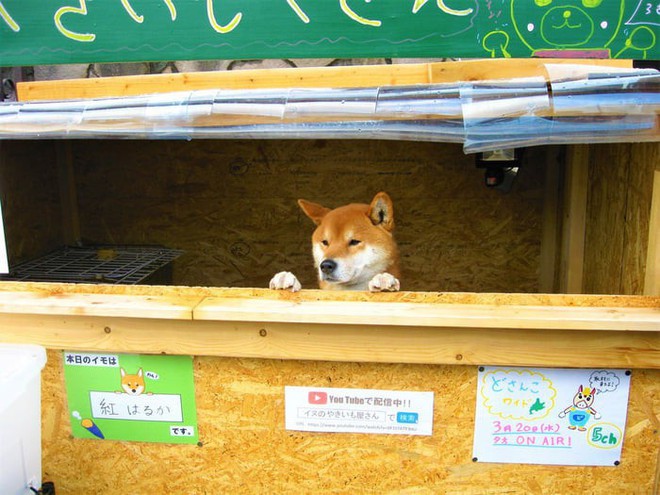 Một quầy khoai lang nướng ở Nhật để chó shiba quản lý thay vì con người - Ảnh 5.
