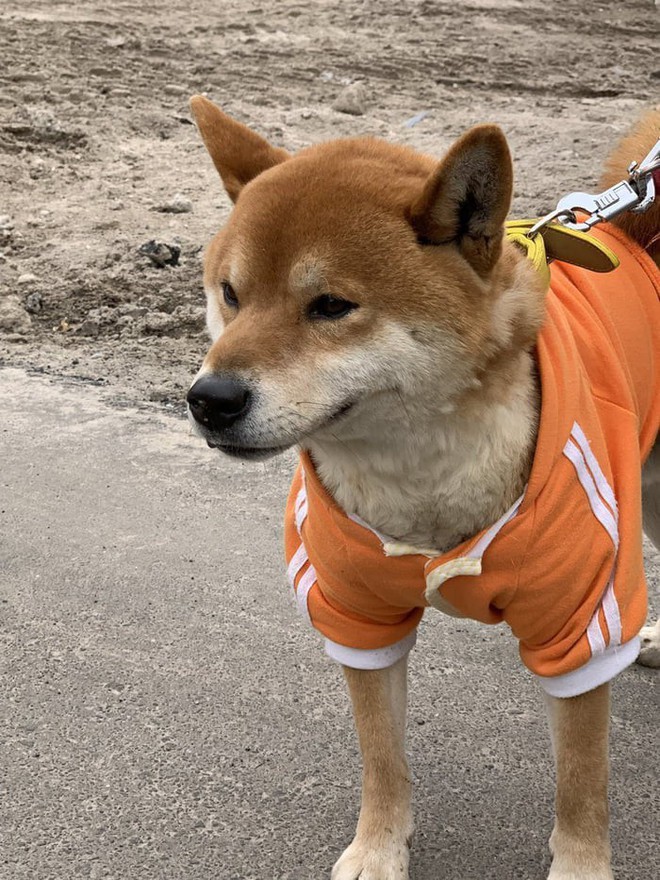 Một quầy khoai lang nướng ở Nhật để chó shiba quản lý thay vì con người - Ảnh 6.