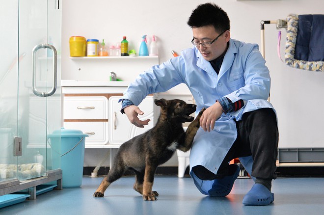 Trung Quốc nhân bản chó cảnh sát để tiết kiệm thời gian huấn luyện - Ảnh 1.