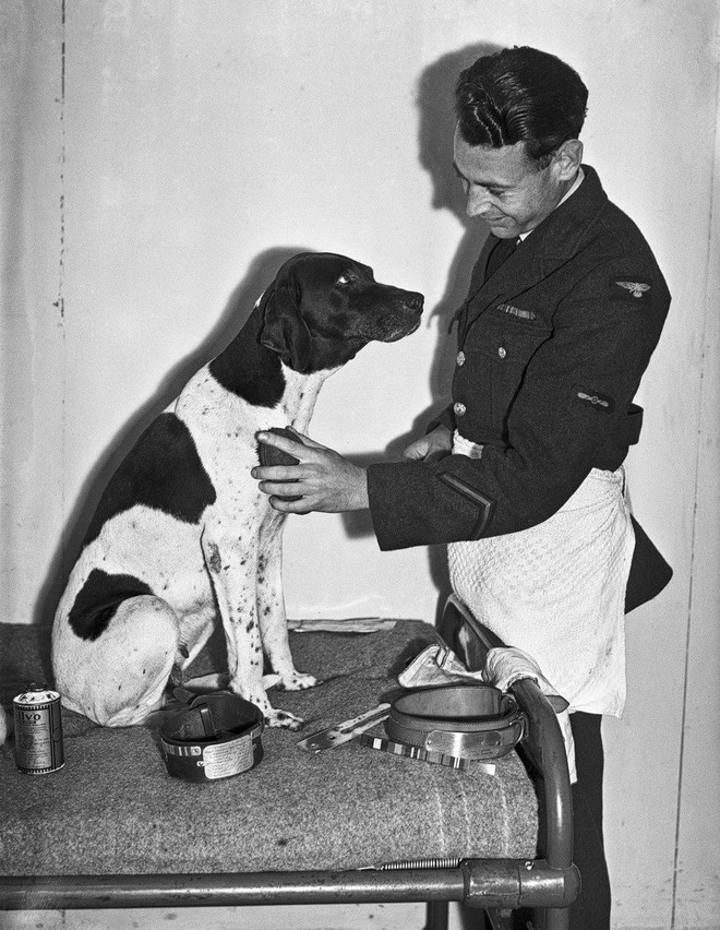 Những người lính bốn chân: cô chó Judy, tù binh chiến tranh đặc biệt của Thế Chiến thứ Hai - Ảnh 1.