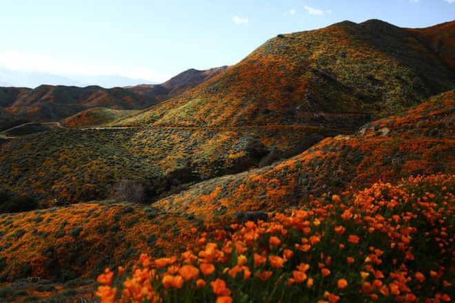 Xót xa đồi hoa California khổng lồ cực hiếm bị phá hoại chỉ vì làn sóng Instagram thích sống ảo - Ảnh 1.