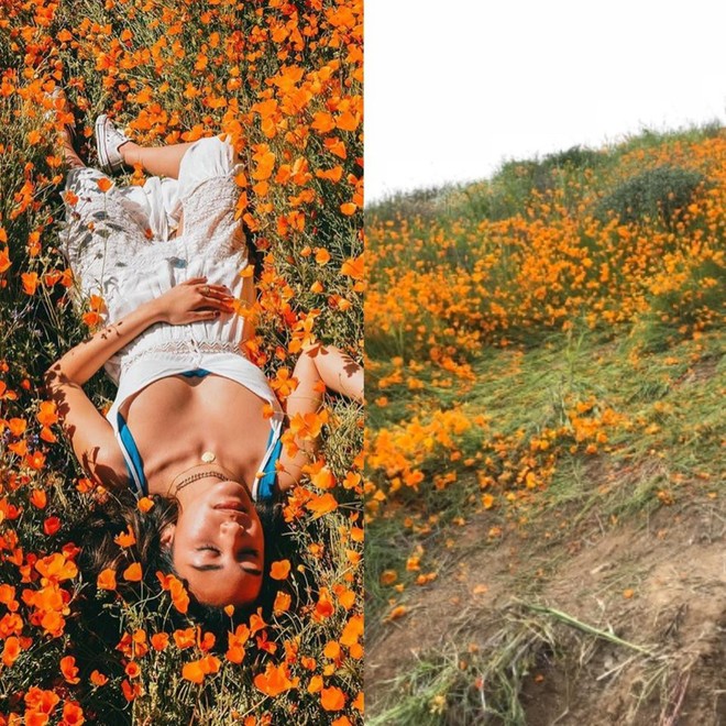 Xót xa đồi hoa California khổng lồ cực hiếm bị phá hoại chỉ vì làn sóng Instagram thích sống ảo - Ảnh 3.