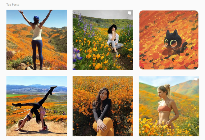 Xót xa đồi hoa California khổng lồ cực hiếm bị phá hoại chỉ vì làn sóng Instagram thích sống ảo - Ảnh 8.