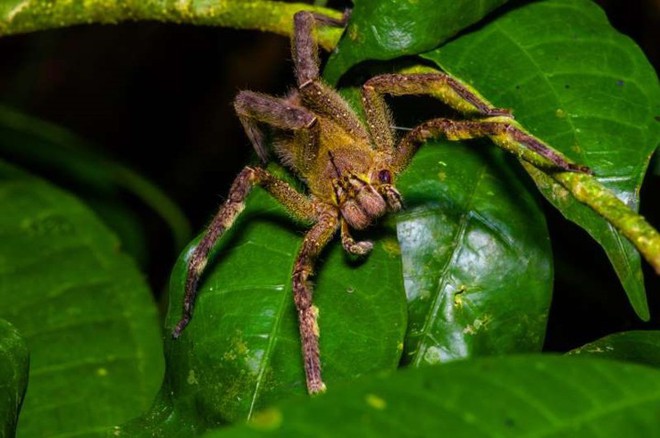 15 sinh vật có nọc độc đáng sợ nhất trên Trái Đất - Ảnh 4.