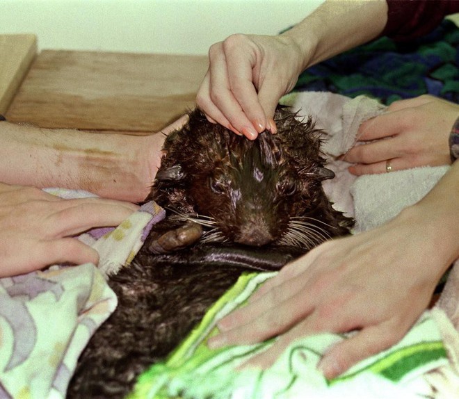 Sau 30 năm, những bức ảnh từ thảm họa tràn dầu Exxon Valdez vẫn còn gây ám ảnh - Ảnh 12.