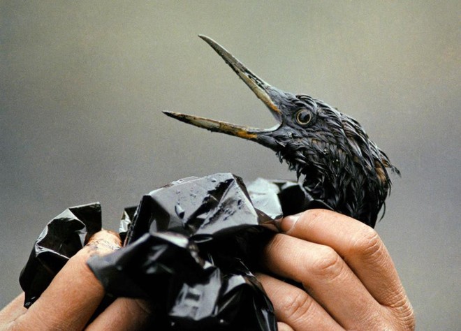 Sau 30 năm, những bức ảnh từ thảm họa tràn dầu Exxon Valdez vẫn còn gây ám ảnh - Ảnh 3.