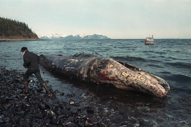Sau 30 năm, những bức ảnh từ thảm họa tràn dầu Exxon Valdez vẫn còn gây ám ảnh - Ảnh 7.