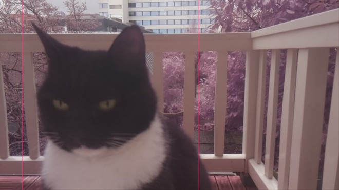 Kỹ sư chế tạo hệ thống nhận diện mặt mèo bằng Raspberry Pi, giá chỉ hơn 1 triệu đồng - Ảnh 1.