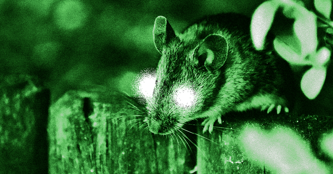 Các nhà khoa học Trung Quốc đang có thể hack mắt chuột nhìn trong đêm, sắp tới là chó và cuối cùng là người - Ảnh 1.