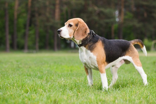 Chó có thể đánh hơi được tế bào ung thư, độ chính xác đến 97% - Ảnh 1.