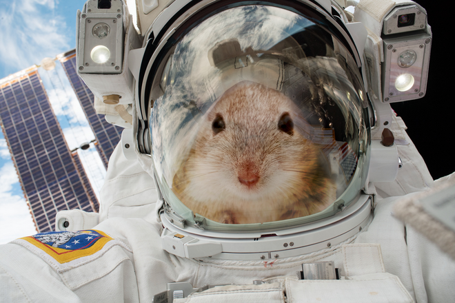 NASA mang chuột lên ISS, và chúng biến thành những con chuột bay đáng sợ thế này đây - Ảnh 3.