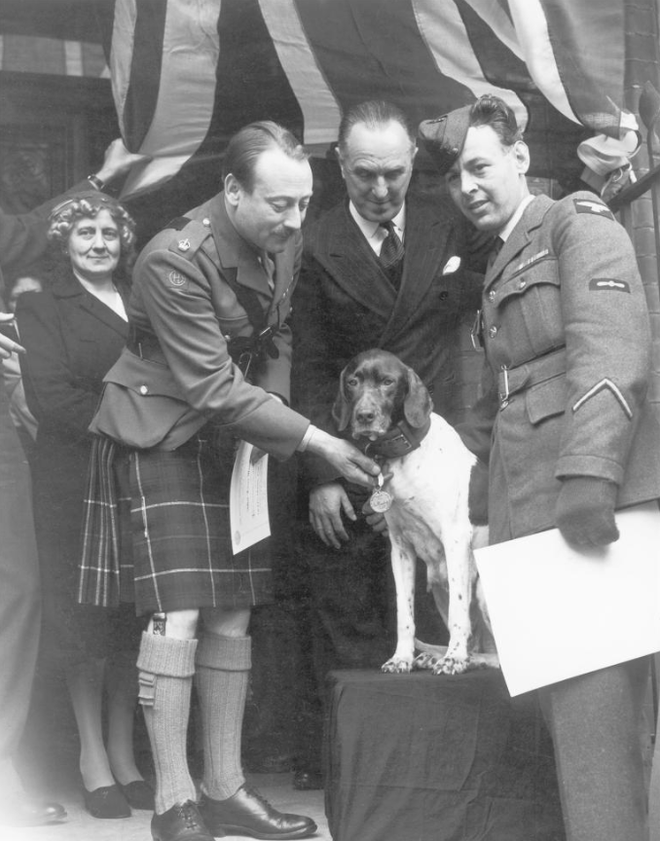 Những người lính bốn chân: cô chó Judy, tù binh chiến tranh đặc biệt của Thế Chiến thứ Hai - Ảnh 4.