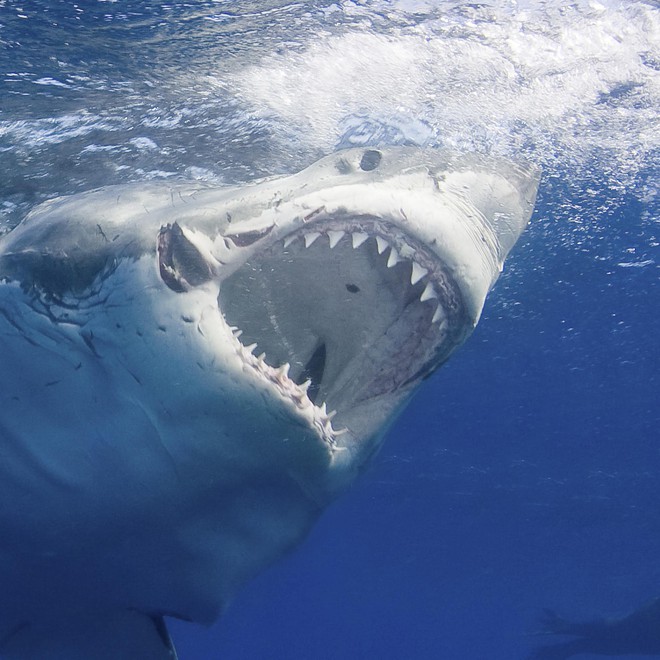 Tưởng đứng đầu chuỗi thức ăn nhưng cá mập trắng phải sợ hãi đến mức bỏ chạy trước loài vật này - Ảnh 1.