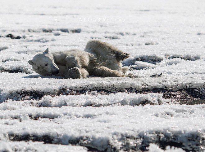 Phát hiện con gấu Bắc Cực dạt nhà, đi hơn 700 km để xin ăn - Ảnh 1.
