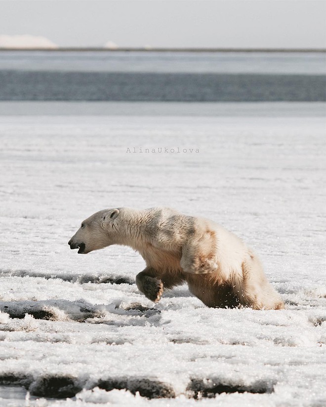 Phát hiện con gấu Bắc Cực dạt nhà, đi hơn 700 km để xin ăn - Ảnh 2.