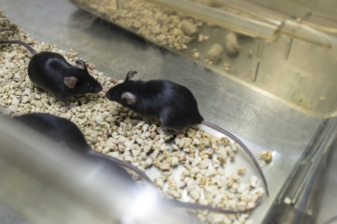 Một cặp chuột thí nghiệm ở Trung Quốc có giá 400 triệu, phía sau đó là gì? - Ảnh 1.