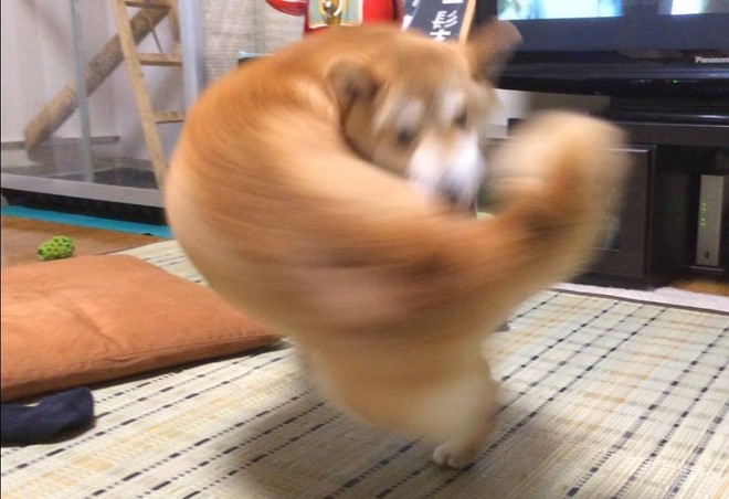 Khoảnh khắc chú chó Shiba quay đầu tung nắm đấm không trượt phát nào như Saitama bất ngờ gây sốt trên MXH - Ảnh 1.