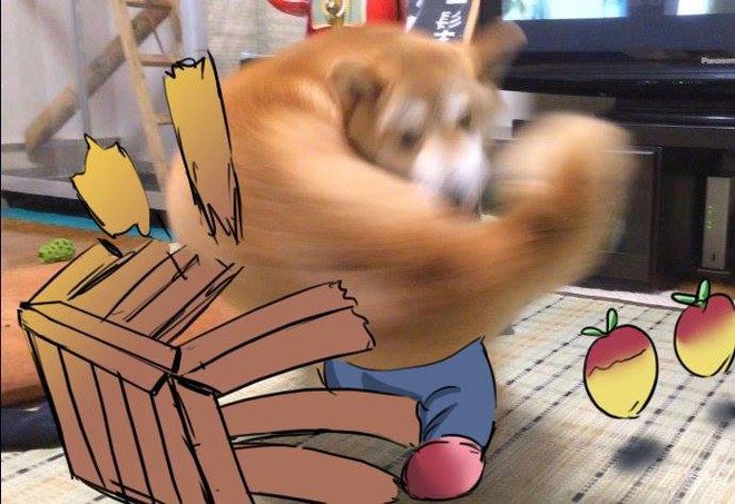 Khoảnh khắc chú chó Shiba quay đầu tung nắm đấm không trượt phát nào như Saitama bất ngờ gây sốt trên MXH - Ảnh 6.