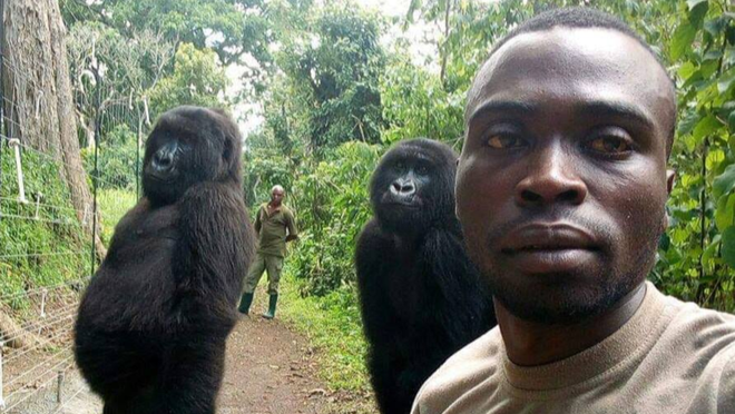 Khỉ đột tạo dáng selfie cùng các chú kiểm lâm ở Congo khiến internet thích thú - Ảnh 1.