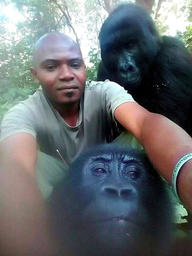 Khỉ đột tạo dáng selfie cùng các chú kiểm lâm ở Congo khiến internet thích thú - Ảnh 2.
