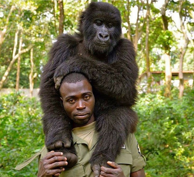 Khỉ đột tạo dáng selfie cùng các chú kiểm lâm ở Congo khiến internet thích thú - Ảnh 3.