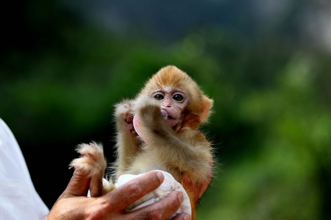 Các nhà khoa học Trung Quốc đang tạo ra những con khỉ có bộ não ngày càng giống người - Ảnh 1.