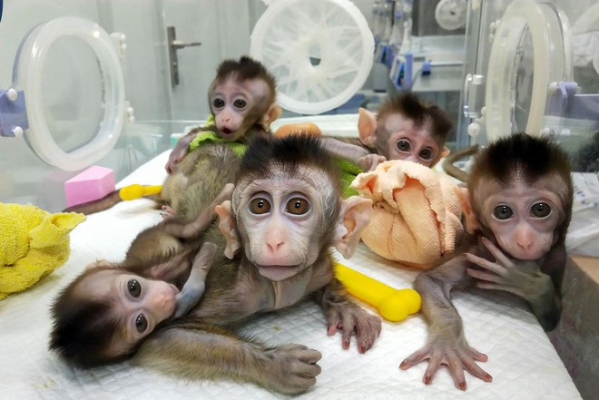 Các nhà khoa học Trung Quốc đang tạo ra những con khỉ có bộ não ngày càng giống người - Ảnh 2.