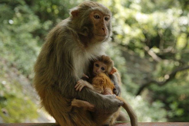 Các nhà khoa học Trung Quốc đang tạo ra những con khỉ có bộ não ngày càng giống người - Ảnh 3.