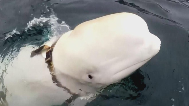 Na Uy bắt được cá voi trắng tình nghi là gián điệp cho Nga - Ảnh 1.