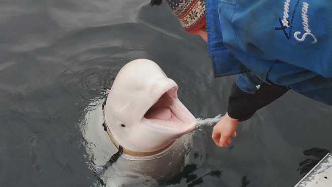 Na Uy bắt được cá voi trắng tình nghi là gián điệp cho Nga - Ảnh 2.