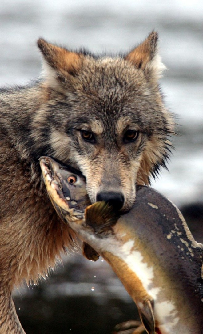 Gặp gỡ loài sói hiếm biết bơi và thích ăn hải sản - Ảnh 4.