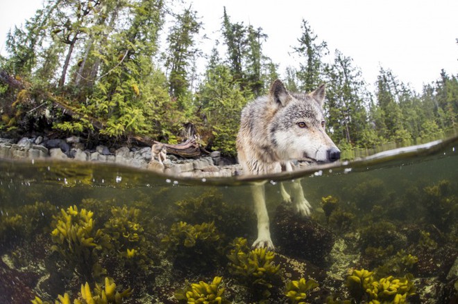 Gặp gỡ loài sói hiếm biết bơi và thích ăn hải sản - Ảnh 3.