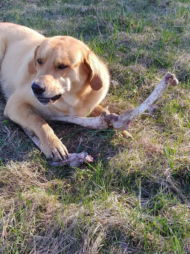 Canada: Bắt quả tang gấu hối lộ xương cho chó để vào nhà dân bới thùng rác - Ảnh 3.
