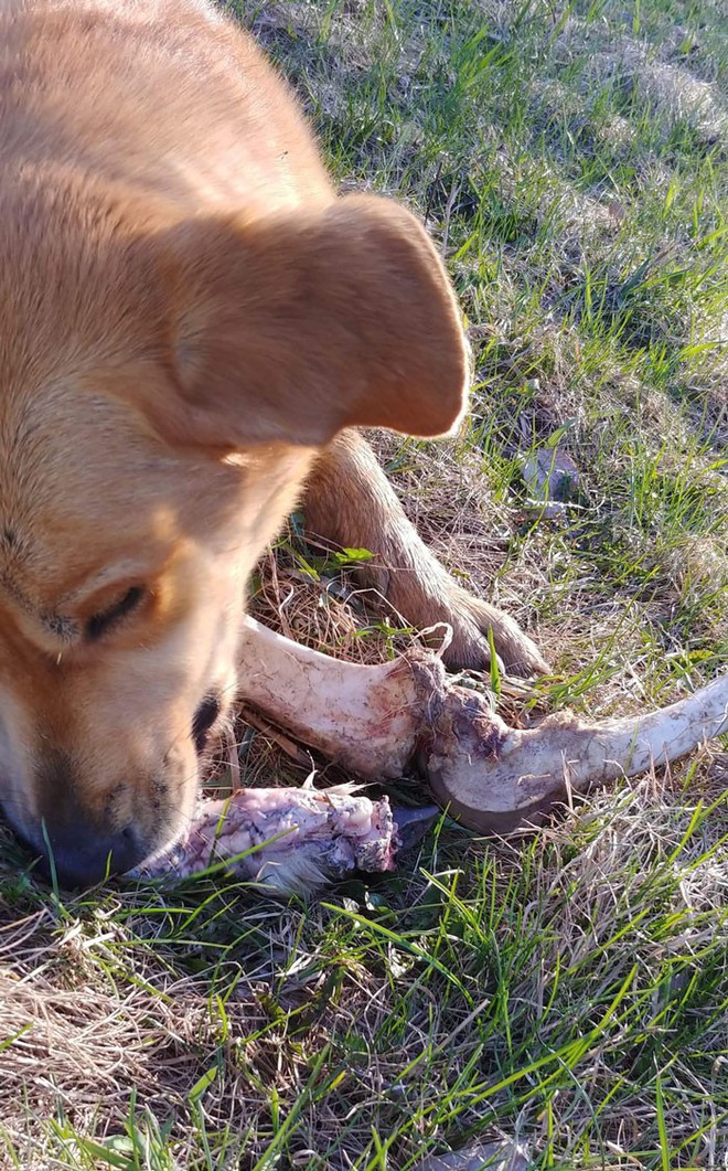 Canada: Bắt quả tang gấu hối lộ xương cho chó để vào nhà dân bới thùng rác - Ảnh 4.