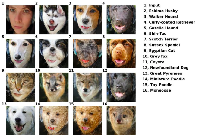 Công cụ AI tương tự deepfake của Nvidia giúp bạn hóa thành chó, mèo và nhiều con khác nữa - Ảnh 3.