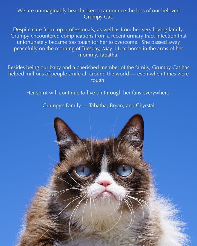 Grumpy Cat - Mèo Cáu Kỉnh đã yên nghỉ ngàn thu, thọ 7 tuổi - Ảnh 1.