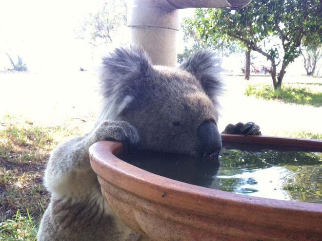 Nước Úc tuyên bố gấu túi koala đã tuyệt chủng về mặt chức năng - Ảnh 3.