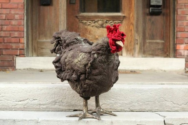 Người Mỹ đang chi cả nghìn USD mua gà về gác chân nhưng PETA không ý kiến gì - Ảnh 3.