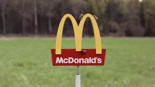 McDonalds khai trương McHive, nhà hàng tí hon dành riêng cho ong - Ảnh 2.