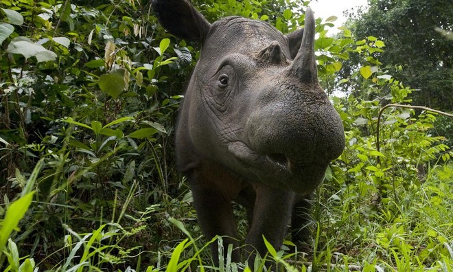 Xác nhận: Loài tê giác 2 sừng tại Malaysia đã chính thức tuyệt chủng - Ảnh 3.