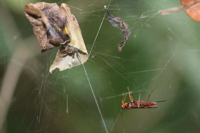 Kinh hoàng quá trình ấu trùng ong bắp cày biến nhện thành nô lệ zombie để bảo vệ mình rồi kết liễu chúng khi dùng xong - Ảnh 1.