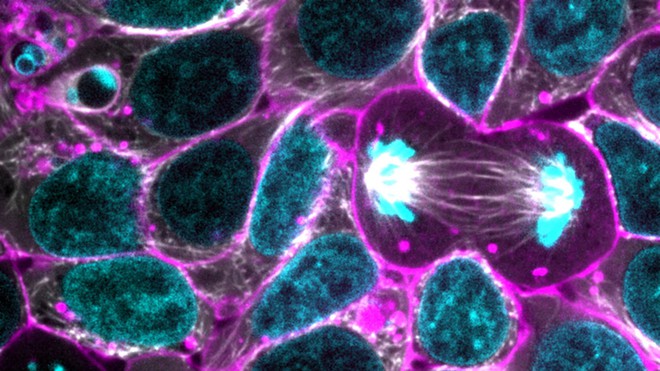 Đột phá: Các nhà khoa học lần đầu xây dựng thành công mô hình nguyên phân của tế bào gốc - Ảnh 3.