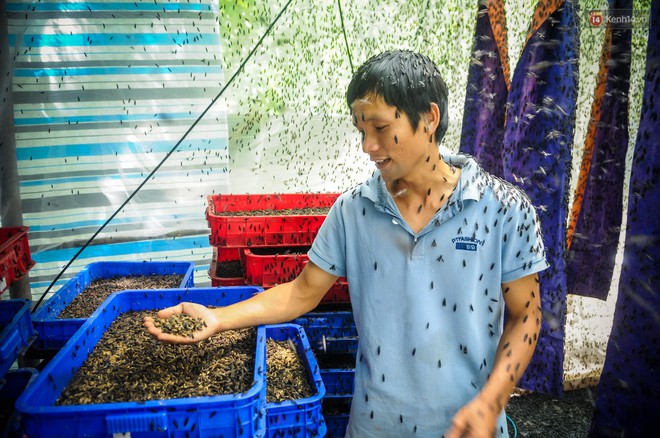 Chàng kỹ sư Sài Gòn bỏ việc về quê nuôi ruồi, doanh thu 80 triệu đồng/tháng: Từng bị gia đình phản đối, bạn bè cười nhạo - Ảnh 3.