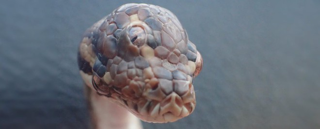 Úc: Phát hiện một con rắn lạ có 3 mắt - Ảnh 1.
