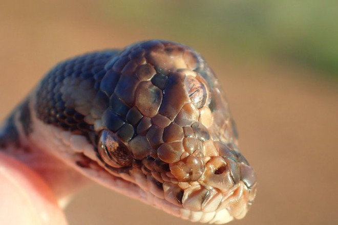 Úc: Phát hiện một con rắn lạ có 3 mắt - Ảnh 3.