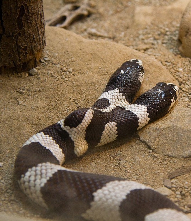 Úc: Phát hiện một con rắn lạ có 3 mắt - Ảnh 2.