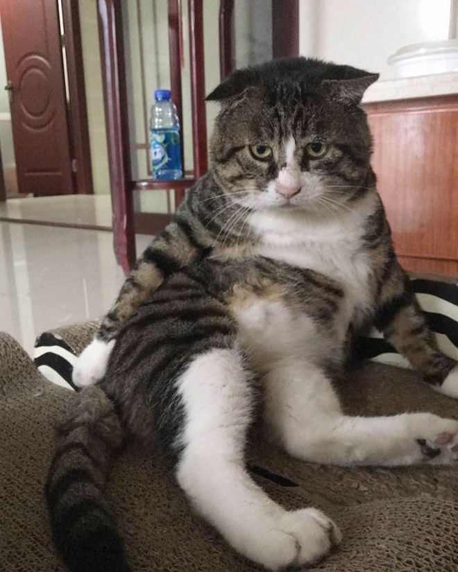 Mèo béo cơ nhỡ bỗng thành ngôi sao internet vì biểu cảm khó đỡ trong mọi khung hình - Ảnh 14.