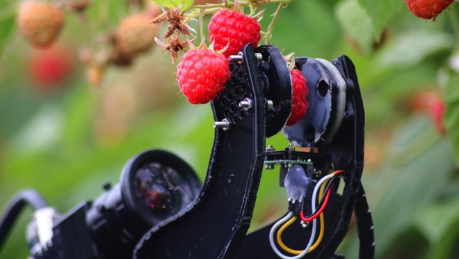 Robot nhà nông sắp thế chỗ con người để thu hoạch trái cây - Ảnh 2.