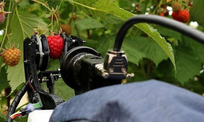 Robot nhà nông sắp thế chỗ con người để thu hoạch trái cây - Ảnh 1.